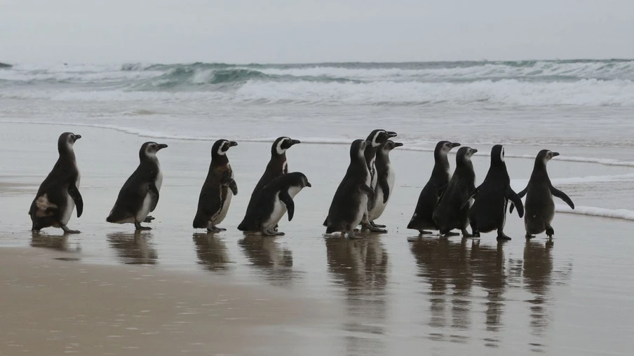 pinguins em reabilitação