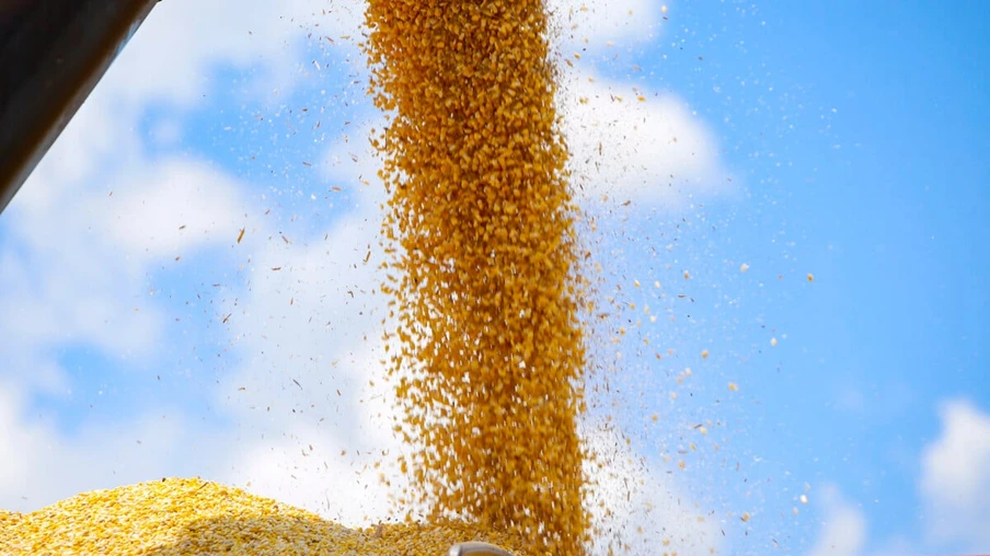 Colheita de milho - 2021. Foto: Gilson Abreu/AEN