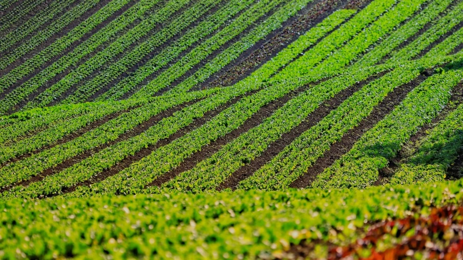 Destaque em número de produtores certificados, Paraná colhe resultados do incentivo à produção orgânica