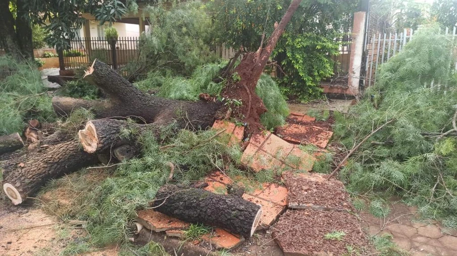 Chuva e ventos na madruga causam queda de árvores em Toledo