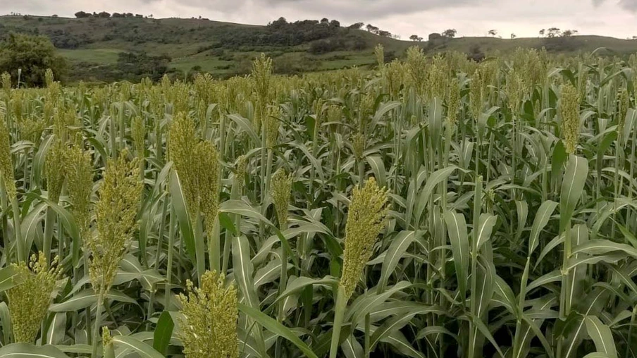 Sorgo pode ser alternativa para alimentar gado leiteiro no inverno -