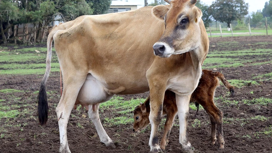 Gado. Campo Largo, 09/05/2019 Foto:Jaelson Lucas / AEN