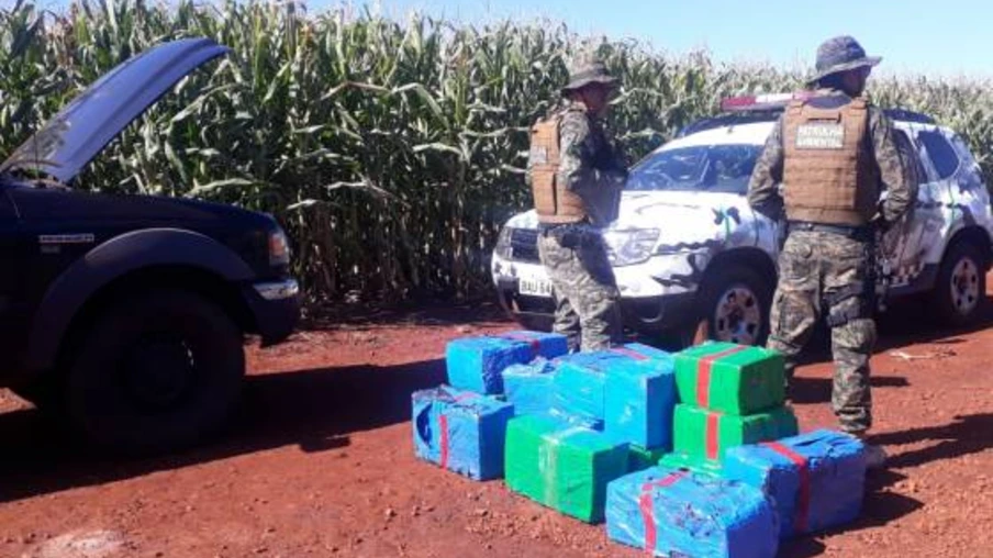 Guarda Municipal realiza grande apreensão de maconha em estrada rural em Cascavel