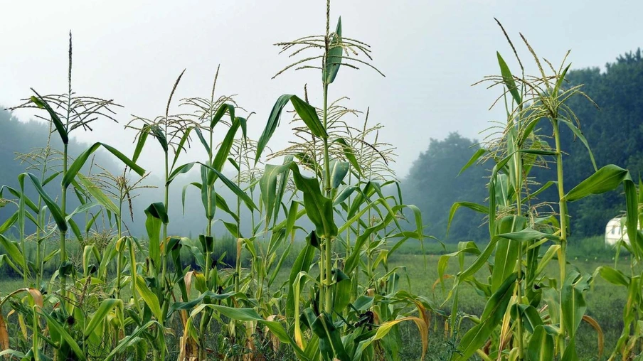 Com foco no milho, IDR-Paraná analisa reflexos do inverno na agricultura