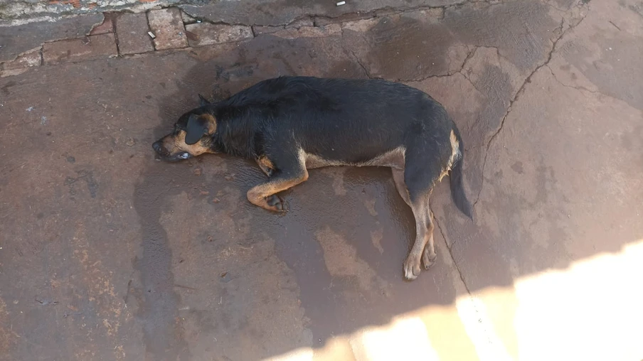Cão é vítima de maus-tratos e morre no Riviera; tutor foi detido pela PM