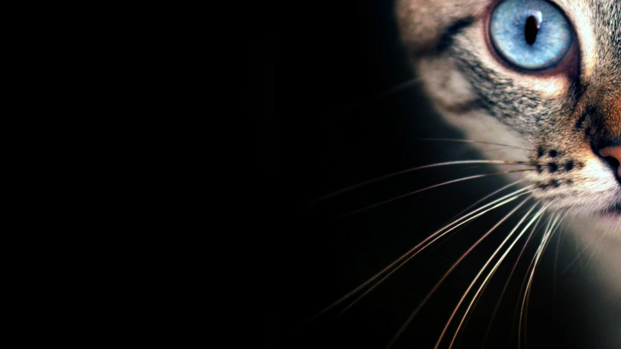 Felis Catus: Exposição fotográfica retrata a beleza de gatos resgatados em Cascavel
