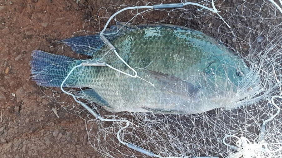 tilapia