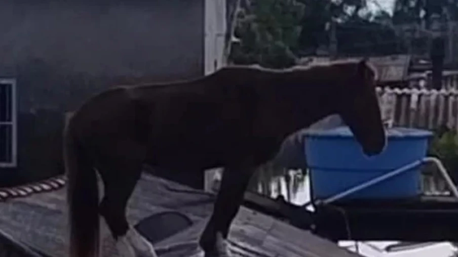 Cavalo apelidado de Caramelo foi encontrado em cima de telhado. Foto Reprodução