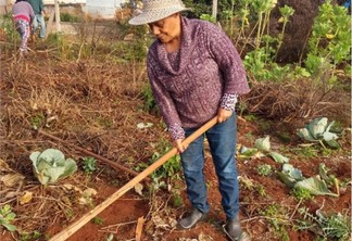 Unioeste: Ministério da Saúde aprova produção de ervas medicinais para comunidade de Francisco Beltrão