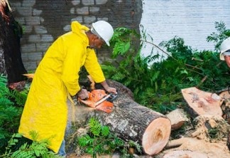 Equipes da Defesa Civil atuam na retirada de árvores e galhos derrubados pela chuva em Foz