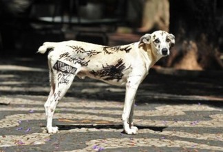 Aprovado projeto de lei que proíbe tatuagens e piercings em animais de estimação