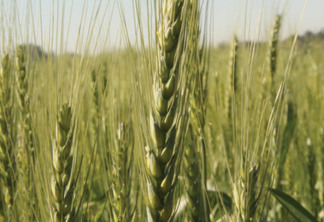 Plantio do trigo avança no Paraná