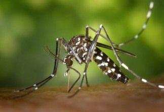 Saúde registra o primeiro caso de morte por Dengue este ano em Cascavel