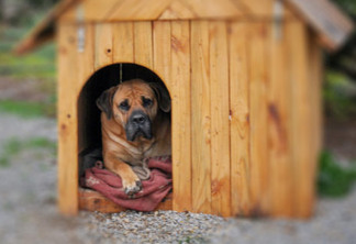 Como proteger a casinha de cachorro no inverno