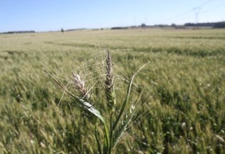 Frio X Campo: Geada põe em risco trigo e milho no oeste