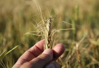 Após geadas, trigo sofre agora com a falta de chuva