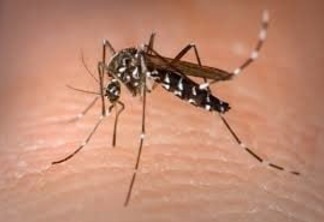 Saúde confirma o primeiro óbito por dengue em Foz do Iguaçu