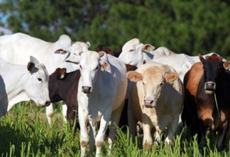 Argentina suspende exportação de carne bovina