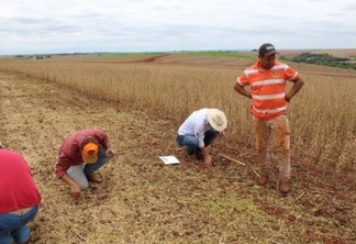 ​IDR-Paraná promove maior concurso do país para a qualidade da colheita de soja