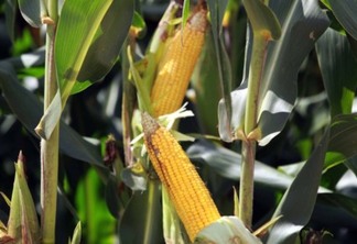 Deral indica que qualidade das lavouras de milho caiu novamente no Paraná