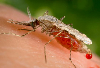 Malária: casos no Brasil estão em queda, afirma infectologista