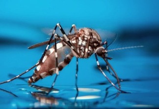 Informe semanal da dengue registra mais 297 casos da doença no Paraná
