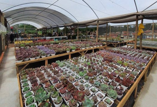 Cultivo de plantas ornamentais vira negócio e gera empregos em Cianorte