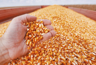 Quebra na safrinha faz Paraná entrar na briga para comprar milho