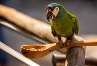 Parque das Aves recebe mais de 11 mil visitantes no feriadão de Independência