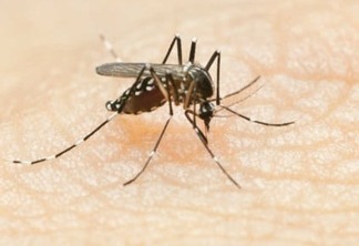 Secretaria da Saúde registra 14 novos casos de dengue no Paraná