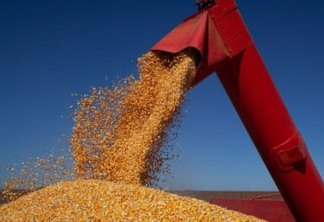 Colheita de milho, colheita de grãos