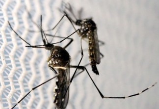 Informe da dengue registra mais 1.678 casos da doença no Paraná