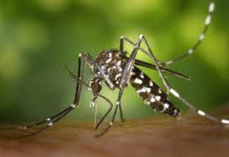 Dengue: 3.725 novos casos são confirmados no Paraná