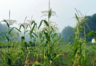 Com foco no milho, IDR-Paraná analisa reflexos do inverno na agricultura