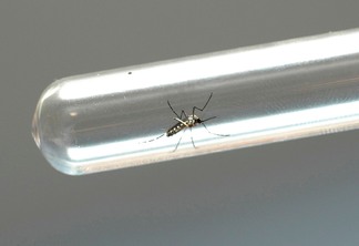 Aedes aegypti, mosquito transmissor da dengue - Foto AEN