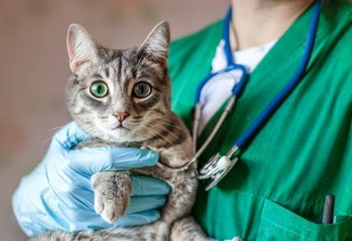Micoplasmose felina: como a doença da pulga em gatos pode ser prevenida e tratada