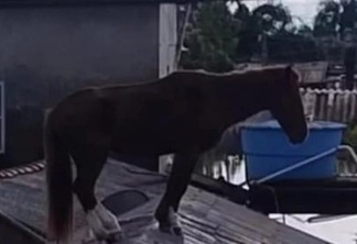 Cavalo apelidado de Caramelo foi encontrado em cima de telhado. Foto Reprodução