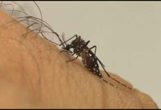 Com 80 mil notificações, PR declara epidemia de dengue