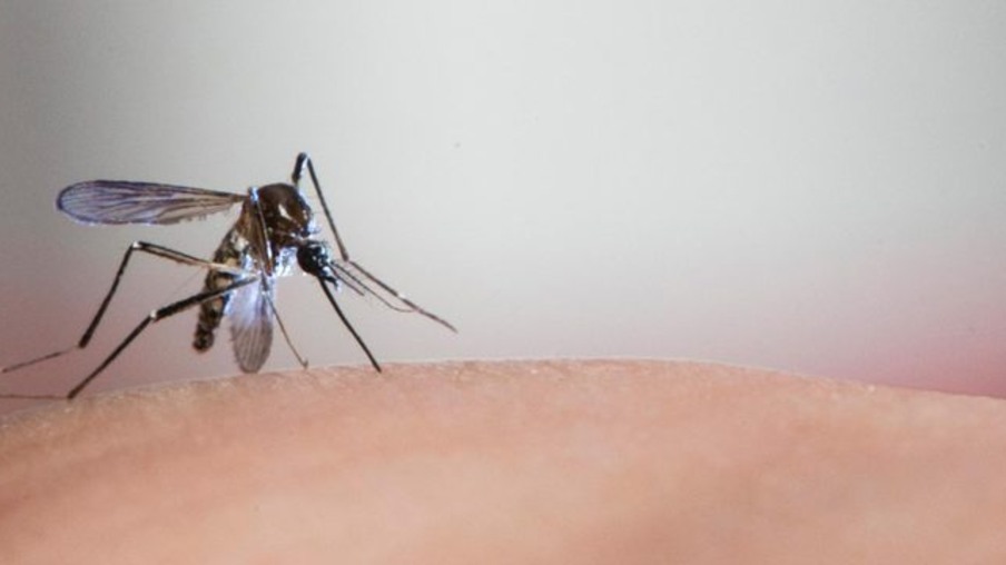 Casos de dengue quase triplicam em um mês