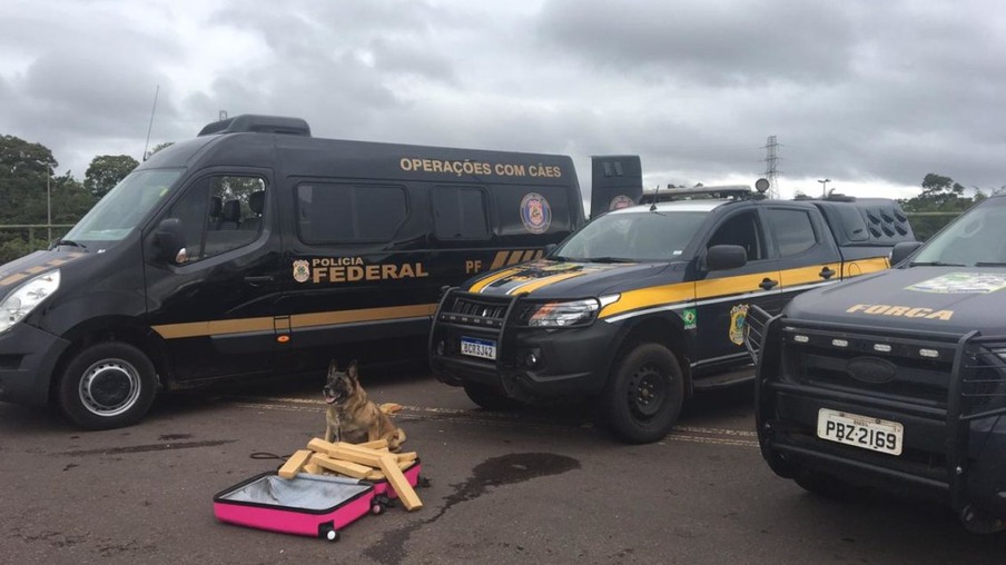 Cães farejadores da PF localizam drogas em ônibus interestadual