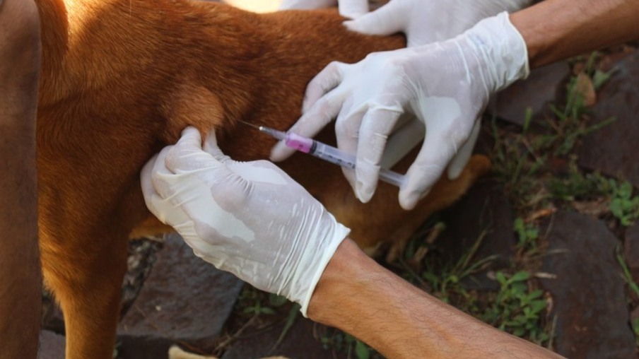 Foz do Iguaçu intensifica campanha de vacinação antirrábica