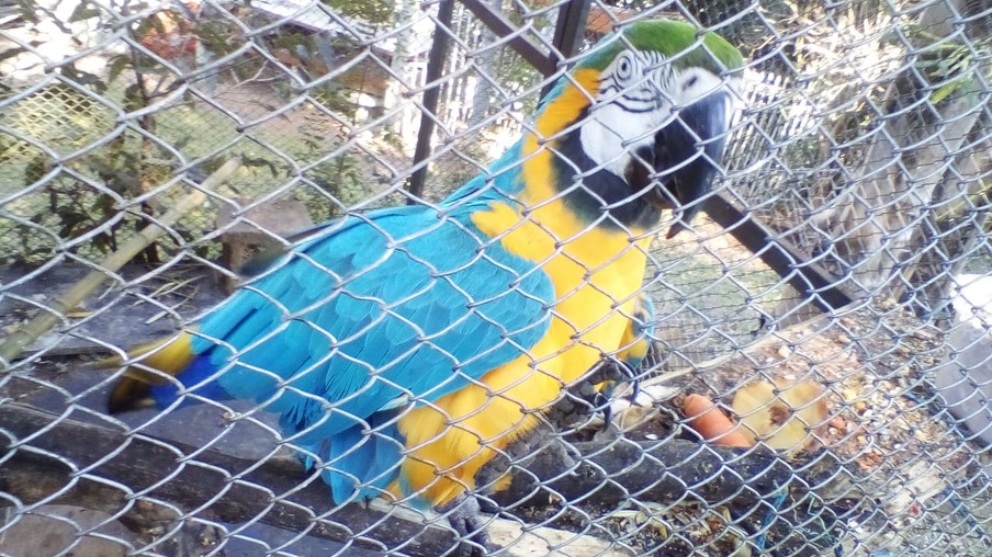 Aves silvestres são apreendidas em residência no interior do Paraná