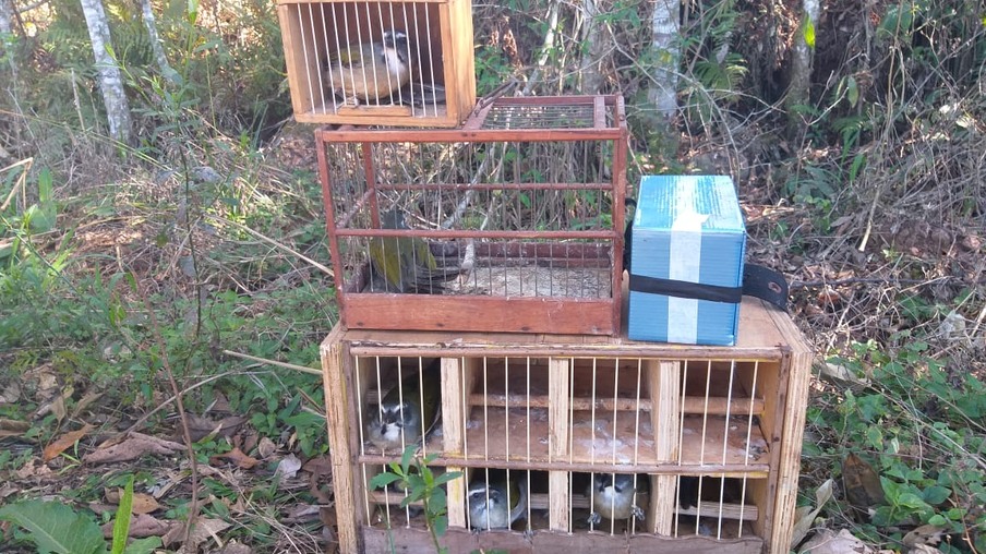 Polícia Ambiental e o ICMBio autuam em flagrante caçador de aves silvestres