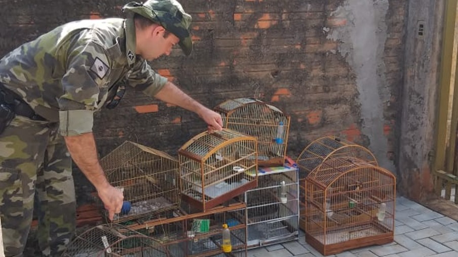 Polícia Ambiental apreende 17 aves silvestres em residências de Foz do Iguaçu