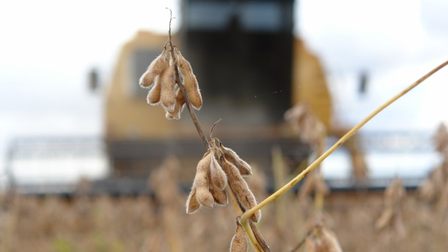 Após colheita, soja entregue à cooperativa será beneficiada para produção de biocombustível