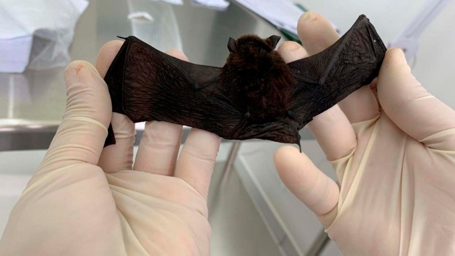 Centro de Controle de Zoonoses identifica morcegos contaminados pela raiva em Foz