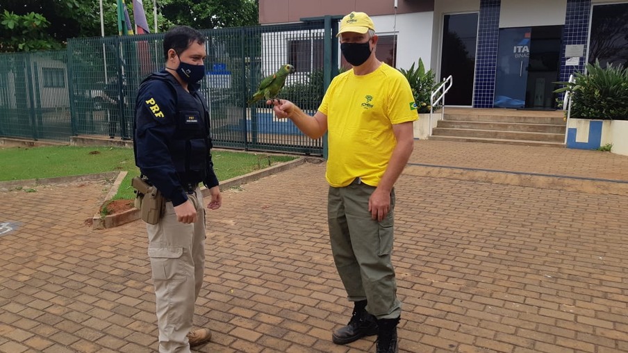 Papagaio com sinais de maus-tratos é resgatado em Guaíra