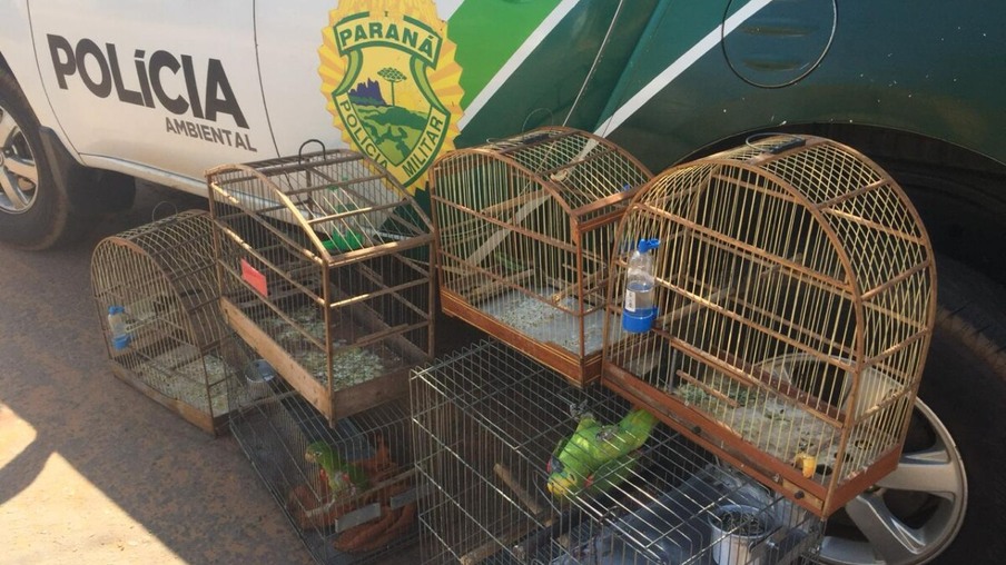 Em Pérola, no Noroeste do estado, os militares estaduais foram acionados para verificar uma denúncia de manutenção de aves em cativeiro