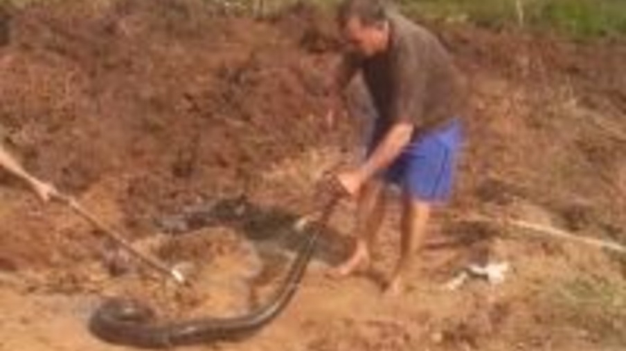 Trabalhadores encontram sucuri de três metros em açude no distrito de Porto Mendes