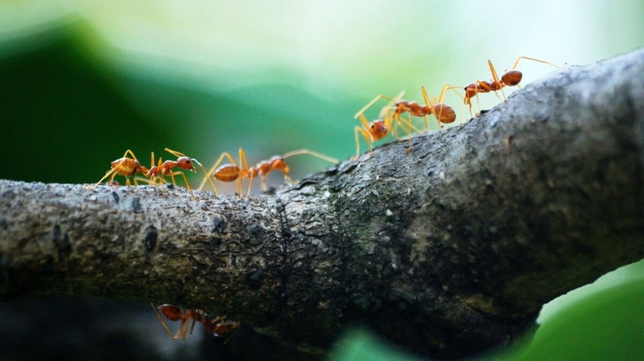 Qual o significado espiritual das formigas? Inveja alheia?